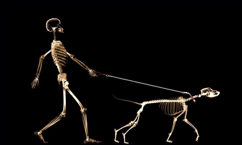 Skeleton Wallpapers