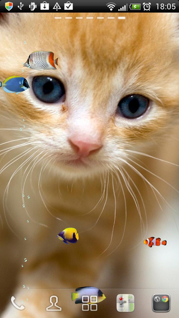 KITTY & FISH LIVE WALLPAPER(4)