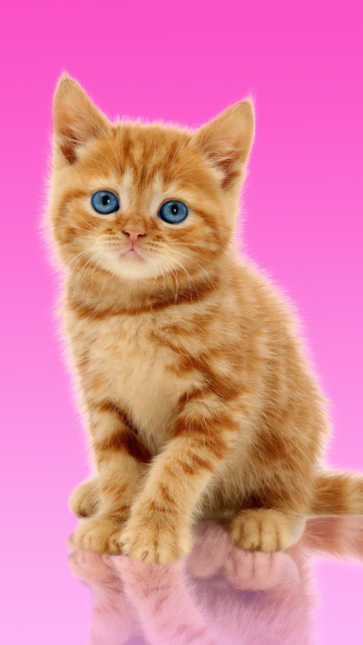 Sweet Cat. Dress Up Wallpaper