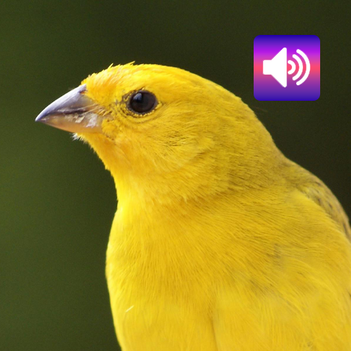 Canary: Sounds & Ringtones