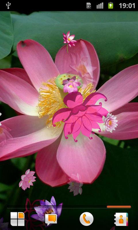 Lotus Live Wallpaper