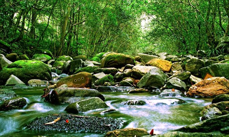 Amazon Forest Escape 2