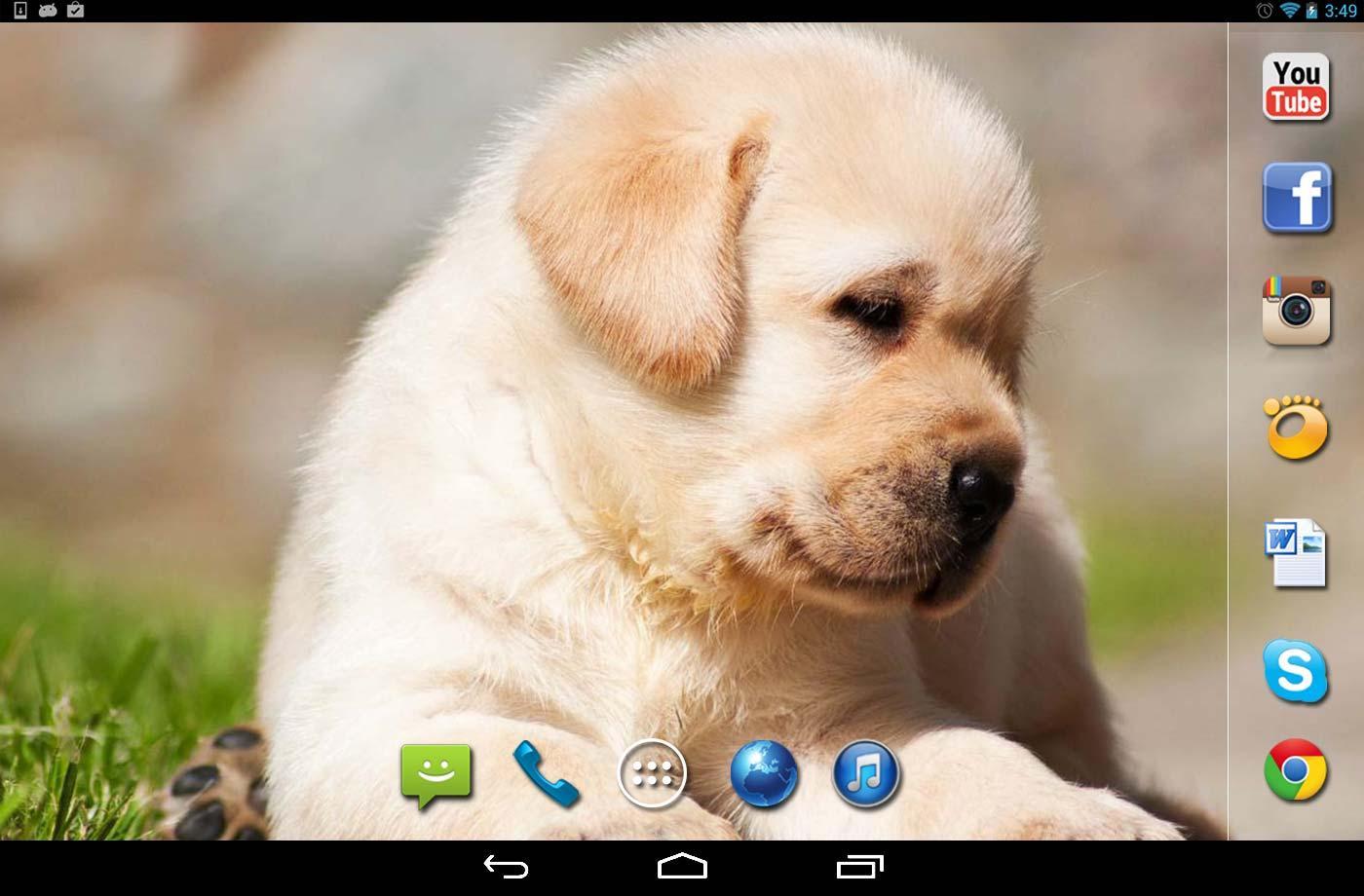 Labrador Dogs live wallpaper