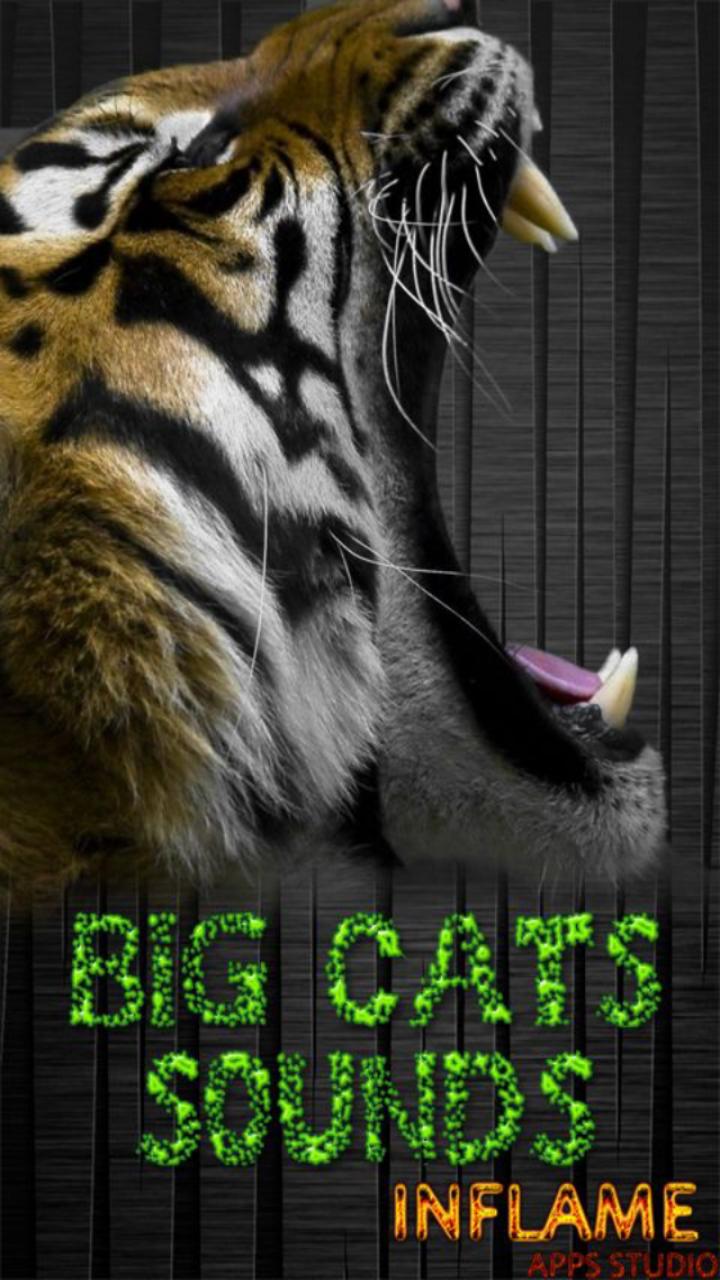 Big cats sounds